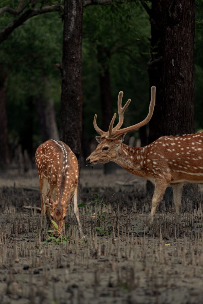 sundarban Tour packages