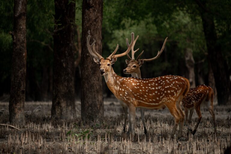 sundarbans 1