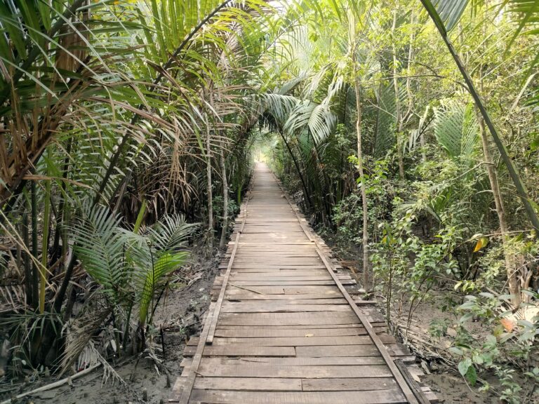 sundarbans 2