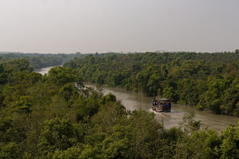 sundarbans 3