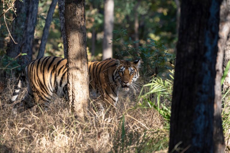 sundarbans 4