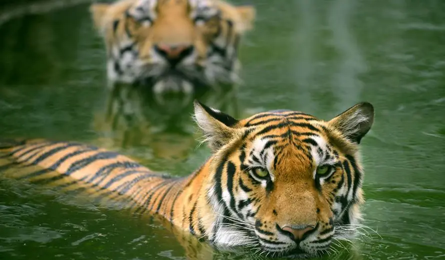 Sundarbans Tour